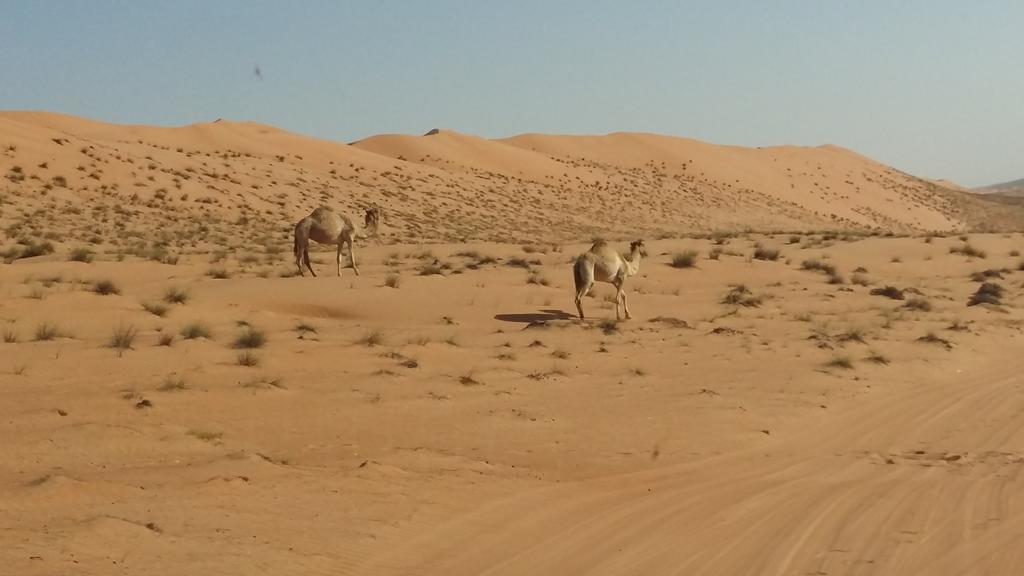 Silent Dunes Camp Ḩawīyah Eksteriør bilde