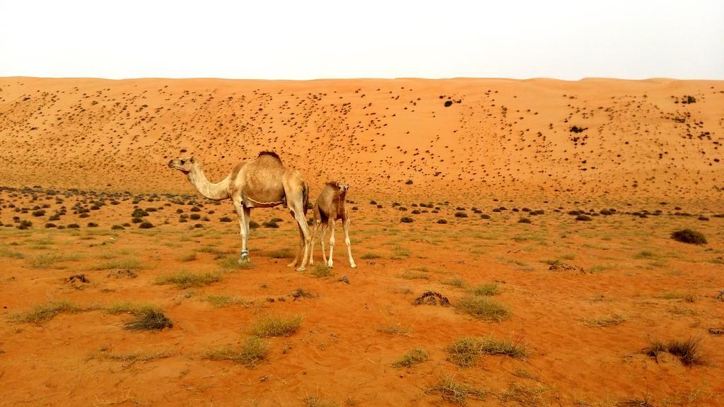 Silent Dunes Camp Ḩawīyah Eksteriør bilde